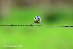 eurasian blue tit / pimpelmees (Cyanistes caeruleus)