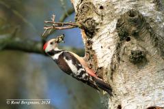 Middle spotted woodpecker / Middelste bonte specht  (Dendrocopos medius)