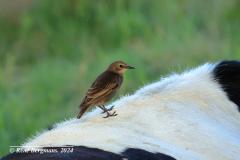 common starling, young / spreeuw, jong (Sturnus vulgaris)