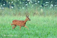 roe deer / ree (Capreolus capreolus)