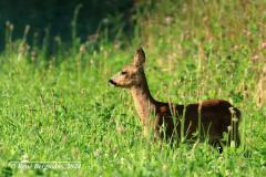 roe deer / ree (Capreolus capreolus)