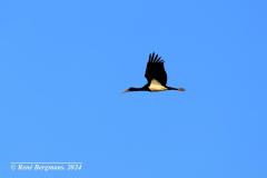 black stork / zwarte ooievaar (Ciconia nigra)