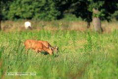 roe deer / ree (Capreolus capreolus)