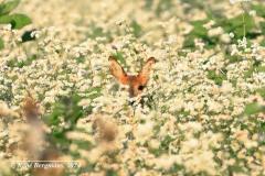 roe deer / ree (Capreolus capreolus)