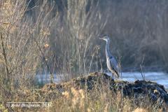 grey heron  / blauwe reiger (Ardea cinerea)