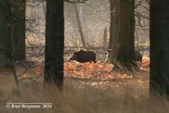 Wild boar / wild zwijn (Sus scrofa)