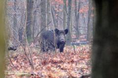 Wild boar / wild zwijn (Sus scrofa)