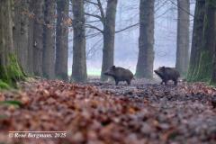 Wild boar / wild zwijn (Sus scrofa)