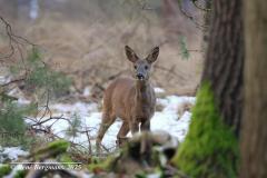 roe deer / ree (Capreolus capreolus)