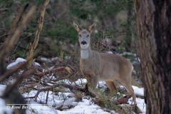 roe deer / ree (Capreolus capreolus)