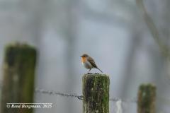 European robin / Roodborstje (Erithacus rubecula)