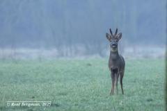 roe deer / ree (Capreolus capreolus)