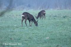 roe deer / ree (Capreolus capreolus)