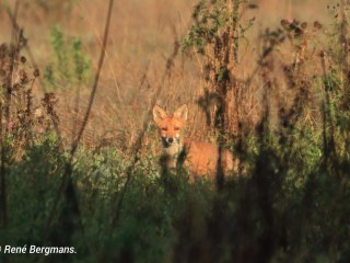 Red fox gallery