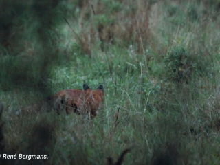 Red fox jumping