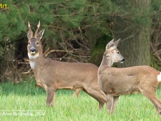 Roe deer bucks 2024