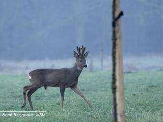 Roe deer bucks 2025