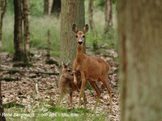 Roe deer calfs