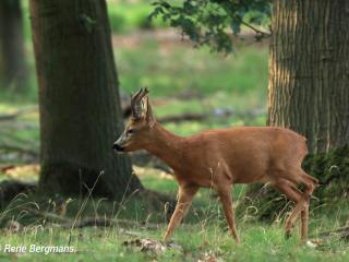 Roe deer galleries