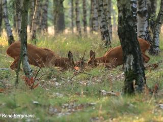 Roe deer rut (mating season