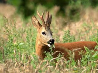 Roe deer bucks 2023