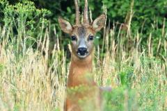 roe deer / ree (Capreolus capreolus)