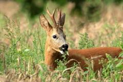 roe deer / ree (Capreolus capreolus)