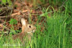 rabbit / konijn (Oryctolagus cuniculus)