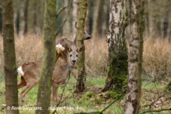 roe deer / ree (Capreolus capreolus) in Spring