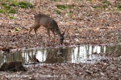 roe deer / ree (Capreolus capreolus) in Spring