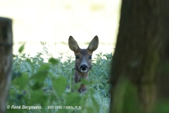 roe deer / ree (Capreolus capreolus) in Spring