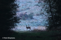 roe deer / ree (Capreolus capreolus) in Spring