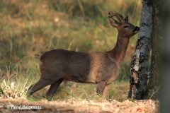 roe deer / ree (Capreolus capreolus) in Spring