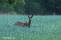 roe deer / ree (Capreolus capreolus) in Spring