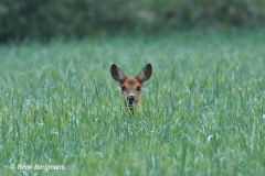 roe deer / ree (Capreolus capreolus) in Spring