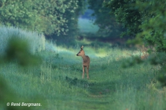 roe deer / ree (Capreolus capreolus) in Spring