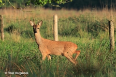 roe deer / ree (Capreolus capreolus) in Spring