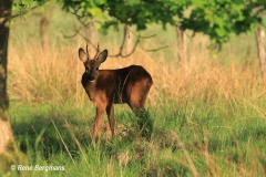 roe deer / ree (Capreolus capreolus) in Spring