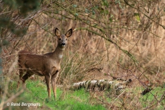 roe deer / ree (Capreolus capreolus) in Spring