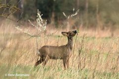 roe deer / ree (Capreolus capreolus) in Spring