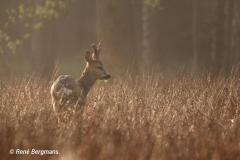 roe deer / ree (Capreolus capreolus) in Spring