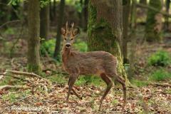 roe deer / ree (Capreolus capreolus) in Spring