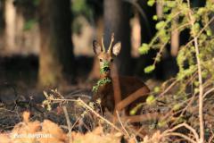 roe deer / ree (Capreolus capreolus) in Spring