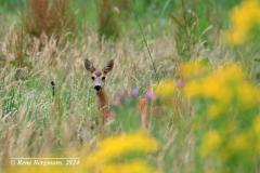 roe deer / ree (Capreolus capreolus)