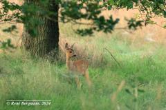 roe deer / ree (Capreolus capreolus)