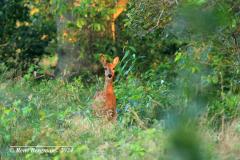 roe deer / ree (Capreolus capreolus)