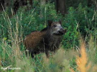 Wild boar gallery