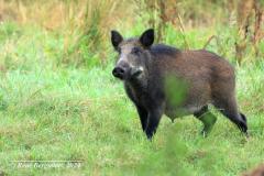 Wild boar / wild zwijn (Sus scrofa)