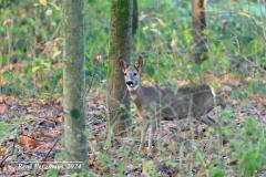 roe deer / ree (Capreolus capreolus)